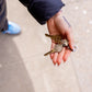 Seashell Key SC1