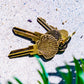 The Seashell Key SC1